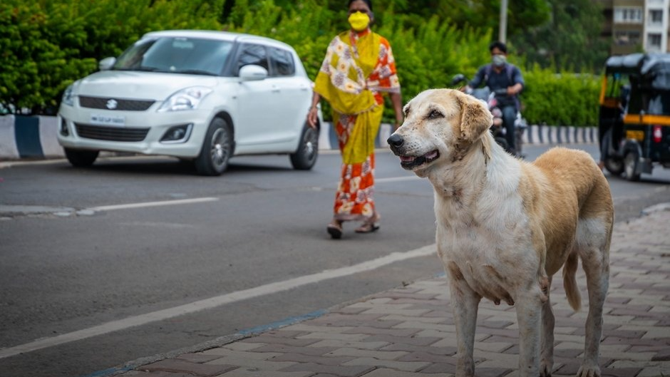 A Stray Problem - Managing human conflicts with dogs