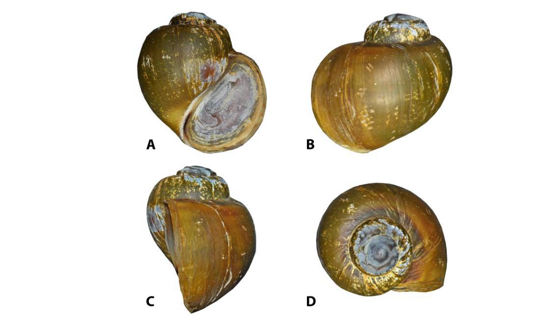 Meet the Mizoram Apple Snail: India's newest species of freshwater snail