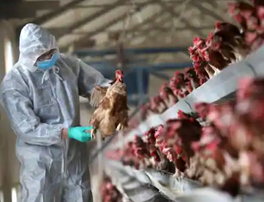 What India Can Learn from Previous Bird Flu Outbreaks