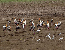 Waterbird count from January 29