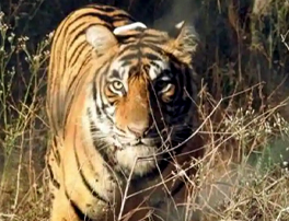 Karnataka’s Malenad region can support 1,300 tigers, EST study