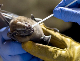 Scientists focus on bats for clues to prevent next pandemic