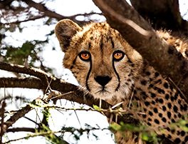 India’s Effort to Fight Climate Change Involves Cheetahs