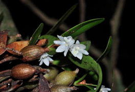 Selective logging of trees in Western Ghats impacts epiphyte community