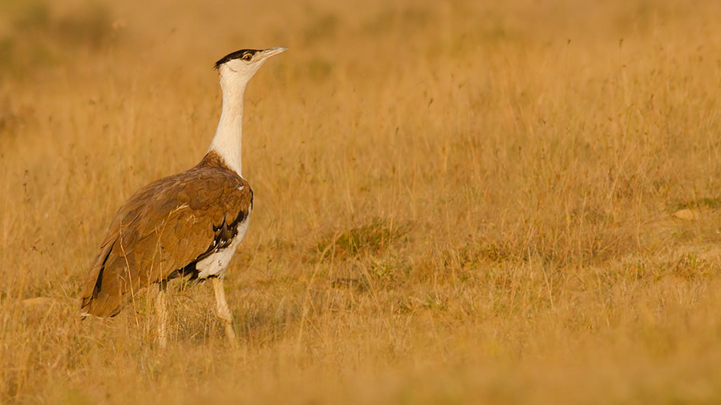 India’s renewable energy plants ‘not bird-friendly’