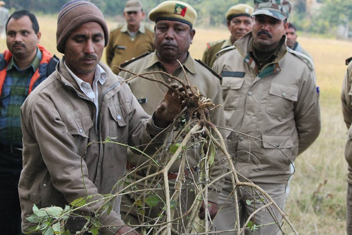 Kanha-invasive-species