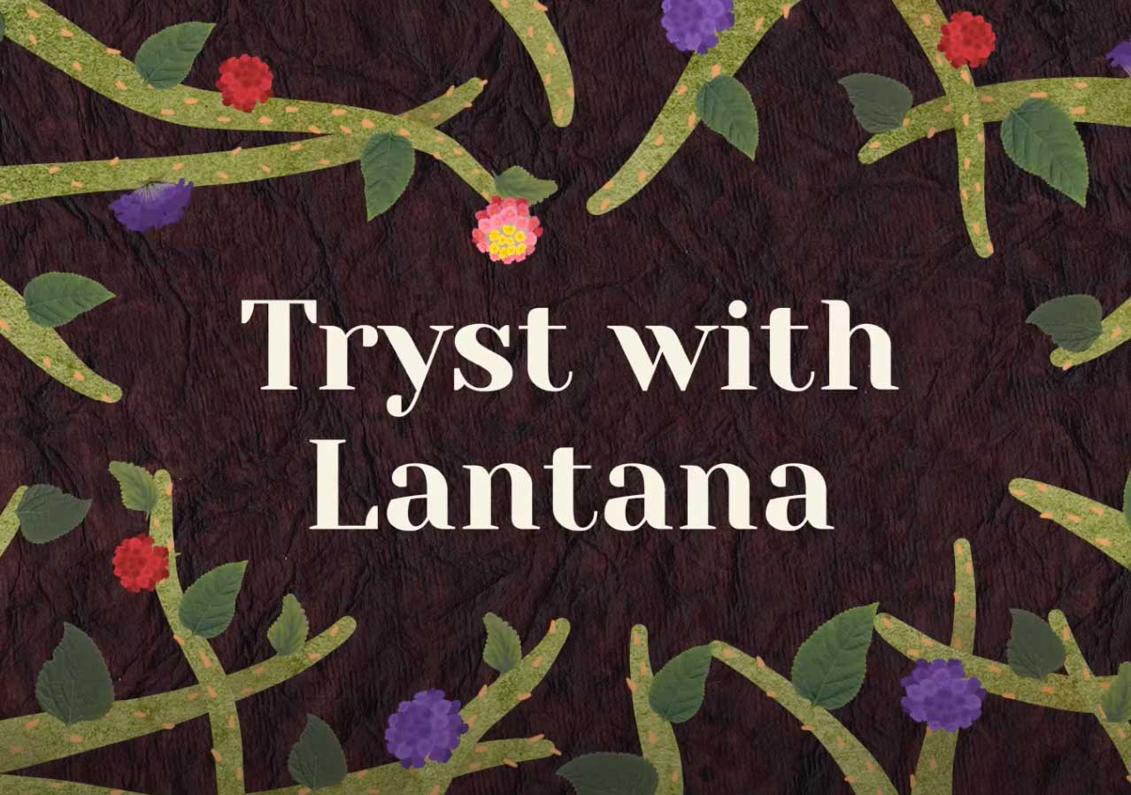 Tryst with Lantana