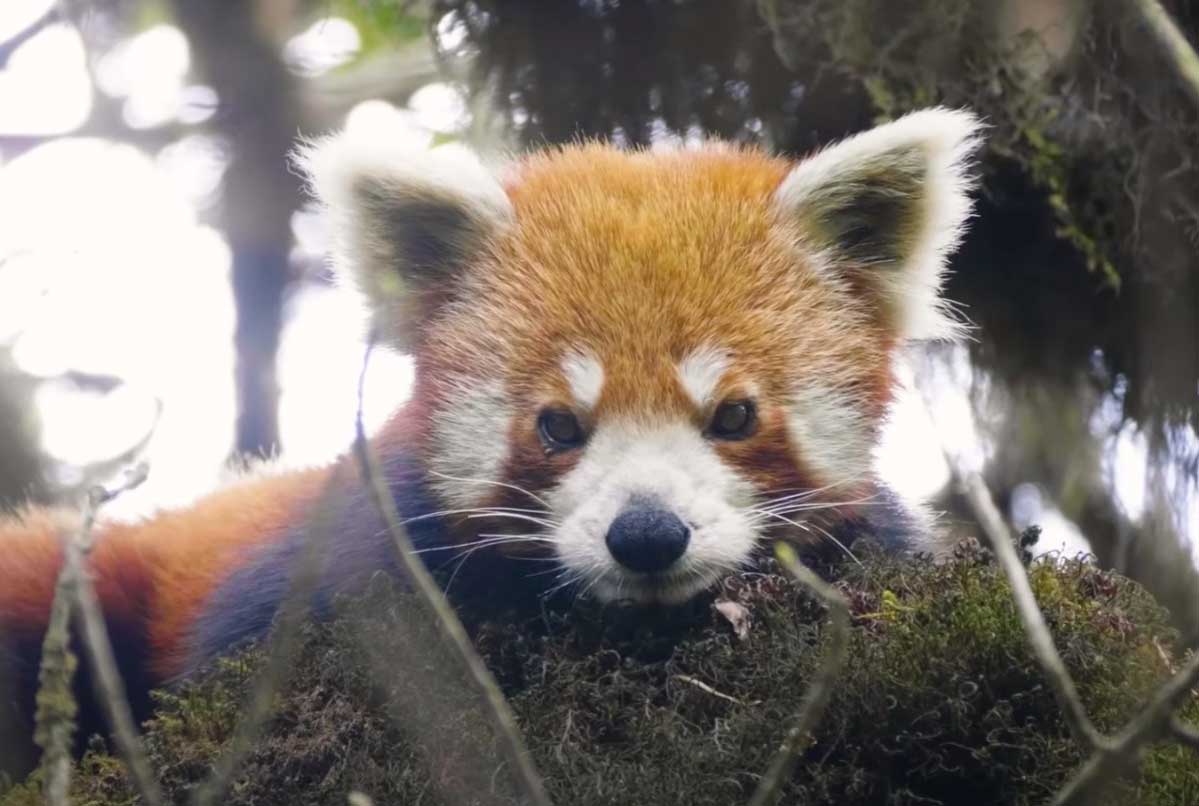 Red Panda: Firefox of the Eastern Himalayas