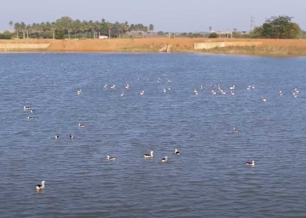 Tamiraparini Waterbird Count​