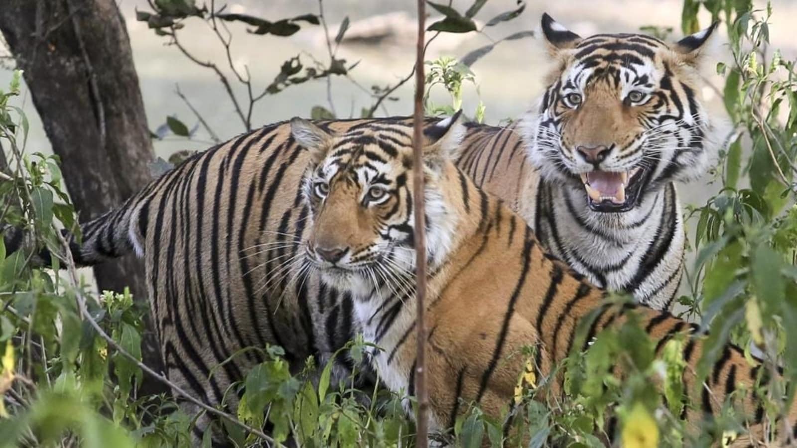 tiger_conservation_al_jazeera_report__1681122252138_1681122252330_1681122252330