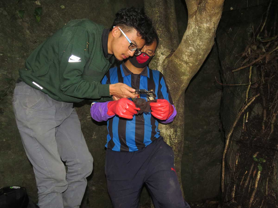 Bats-of-Darjeeling-Sikkim-Himalaya-Effect-of-forest-patch-sizes-on-species-diversity-Measurement-Son