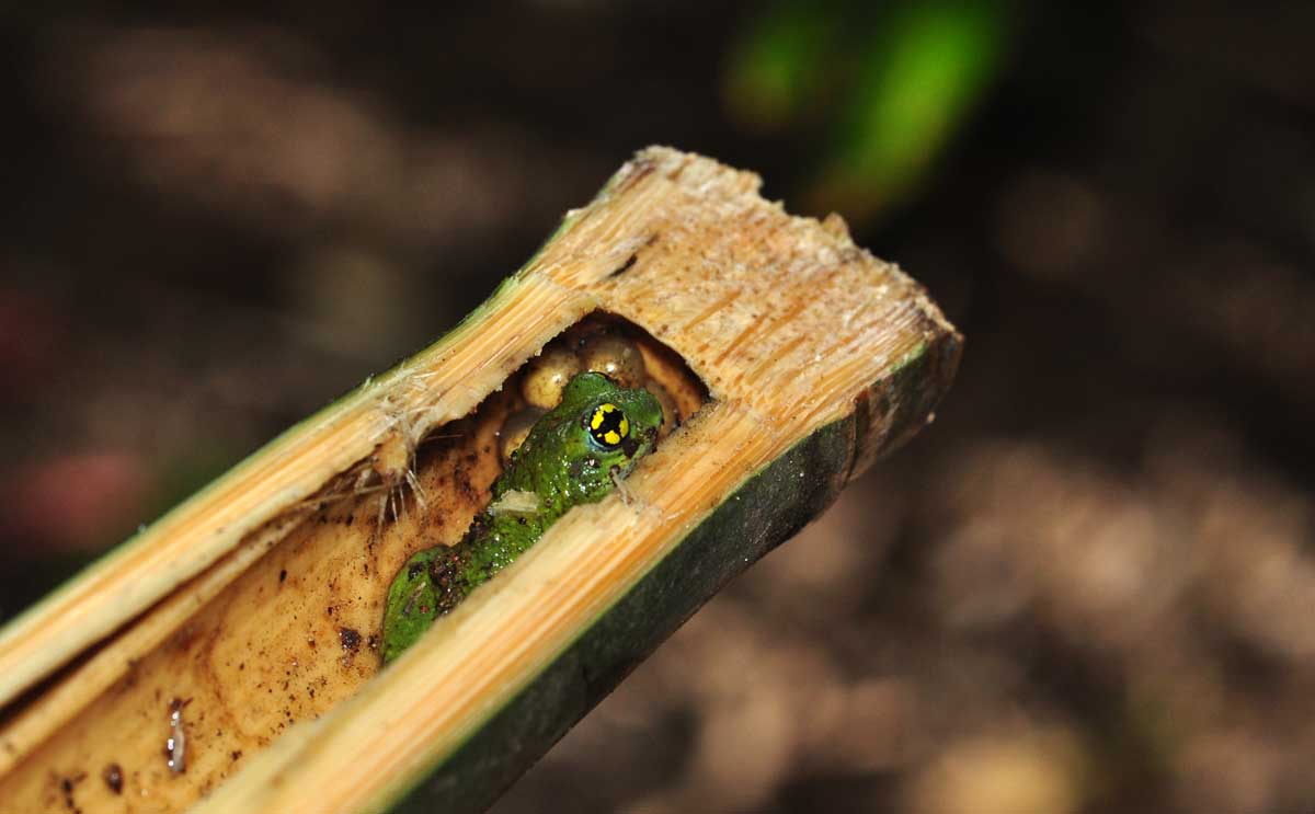 Behavioural-Ecology-of-Amphibians