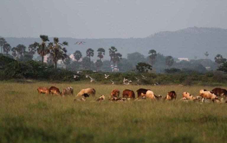 Biodiversity-and-Ecosystems-services-restoration-of-Grassland-in-Tirunelveli-dist-TVS