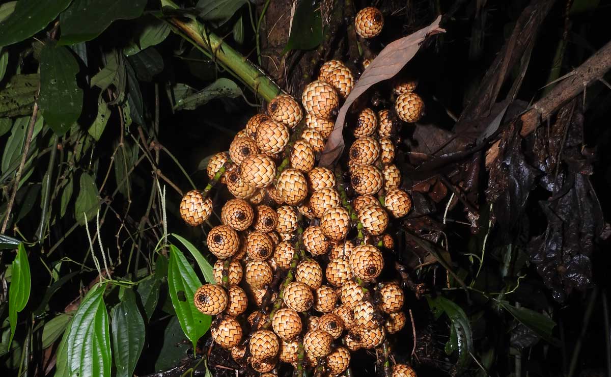 Checklist-of-India-s-plants-Cane-fruits