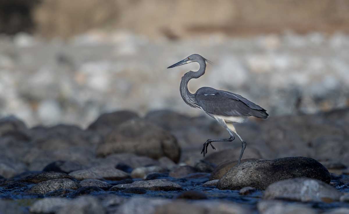 Conserving-the-Critically-Endangered-White-bellied-Heron-Ardea-insignis-Humes-1878-in-Arunachal-Pr