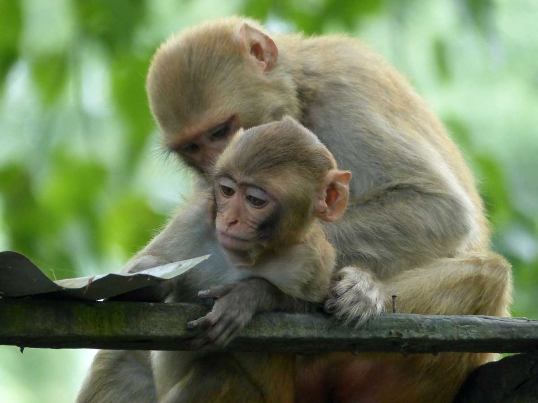 Drivers-of-human-primate-coexistence