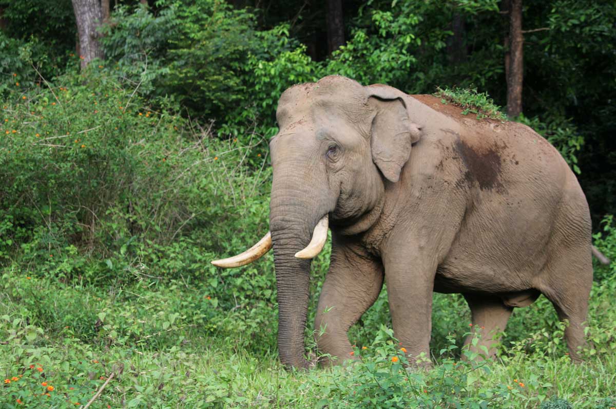 Elephant-distribution-and-human-elephant-conflict-in-Wayanad