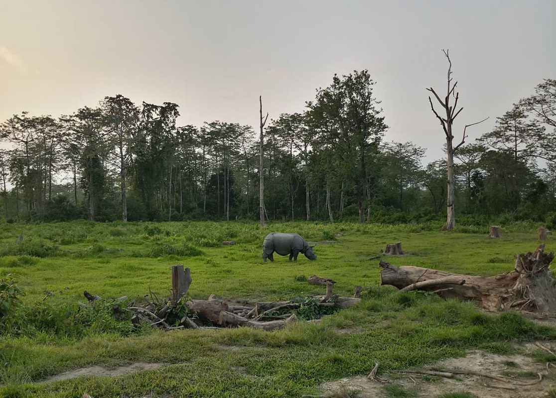 Forests-for-biodiversity-and-wellbeing-Rhino-in-Manas-Assam-20180517-173732