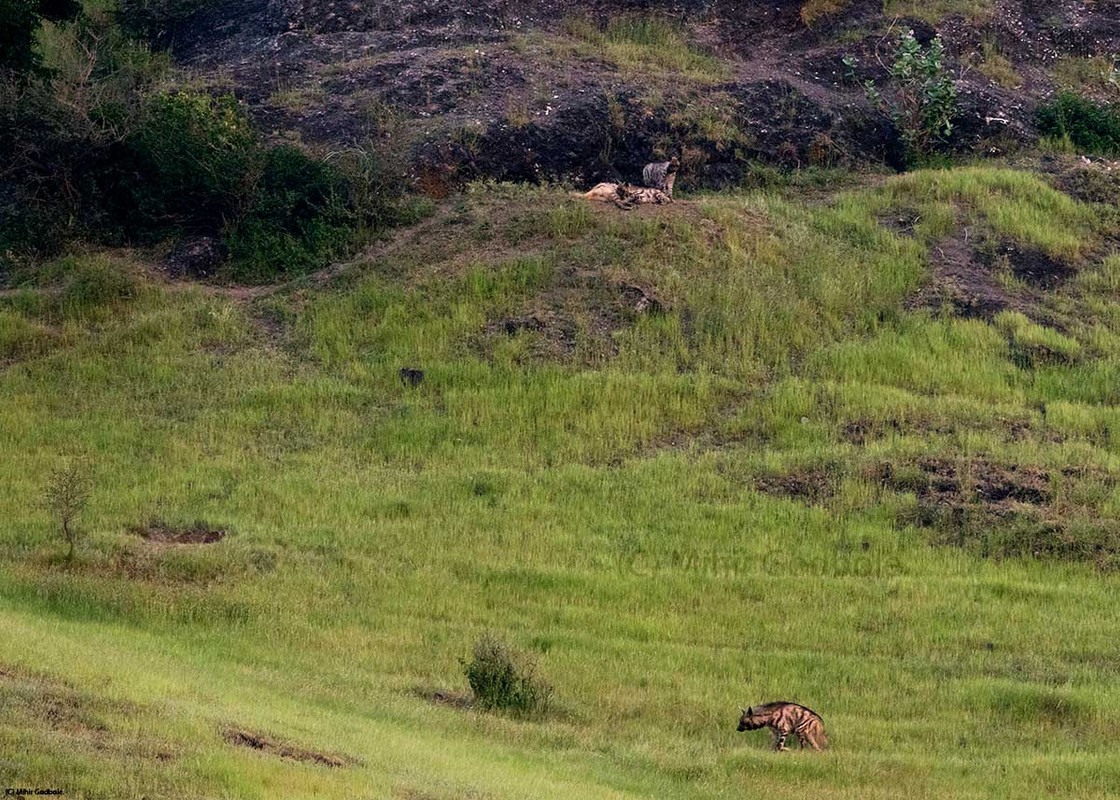 Grassland-restoration-pilot-in-Kendur-Pune-district-Maharashtra