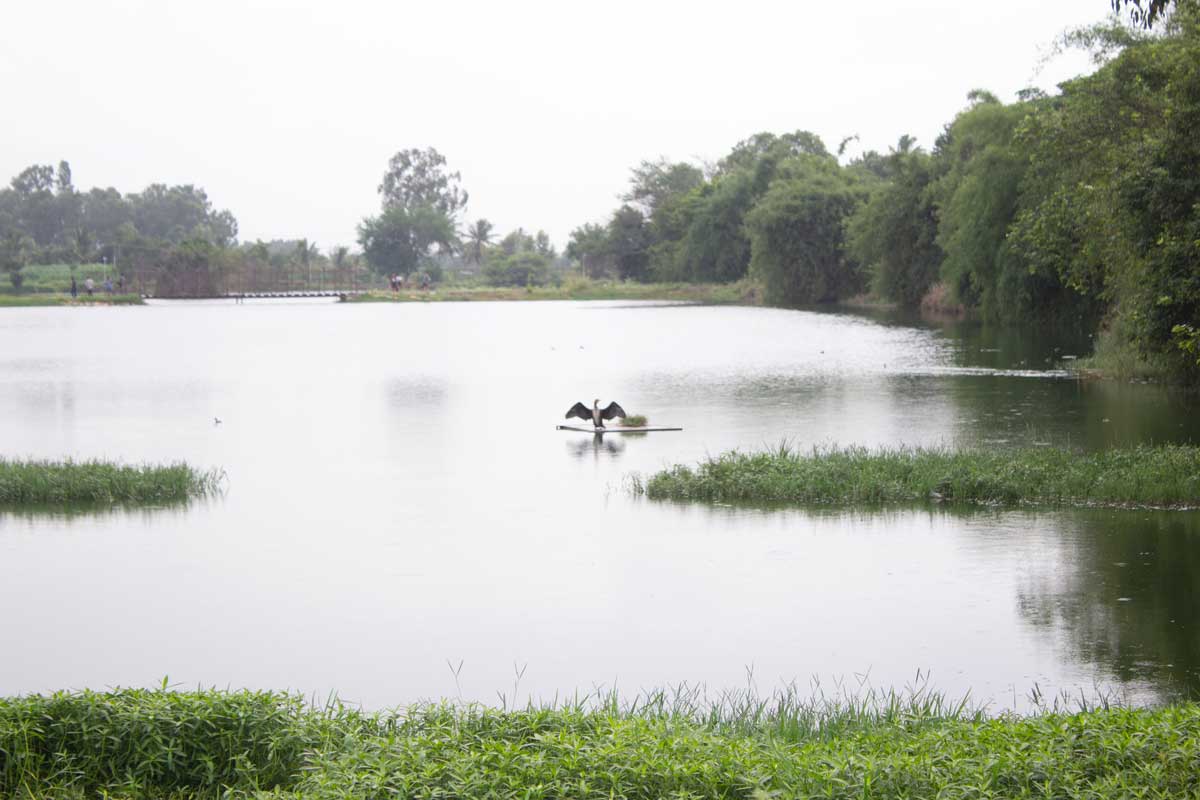 Kannamangala-Lake-Restoration