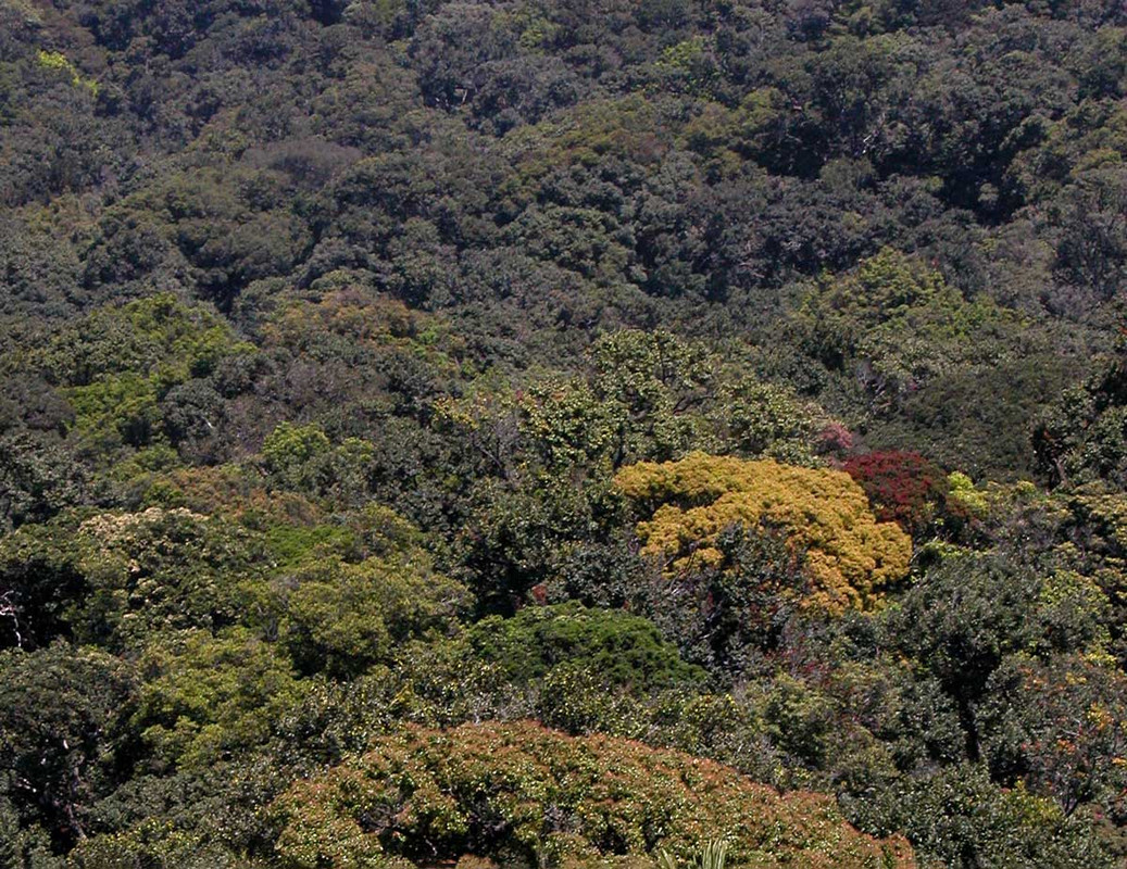 Mapping-rainforest-corridors-Rainforest-Trust