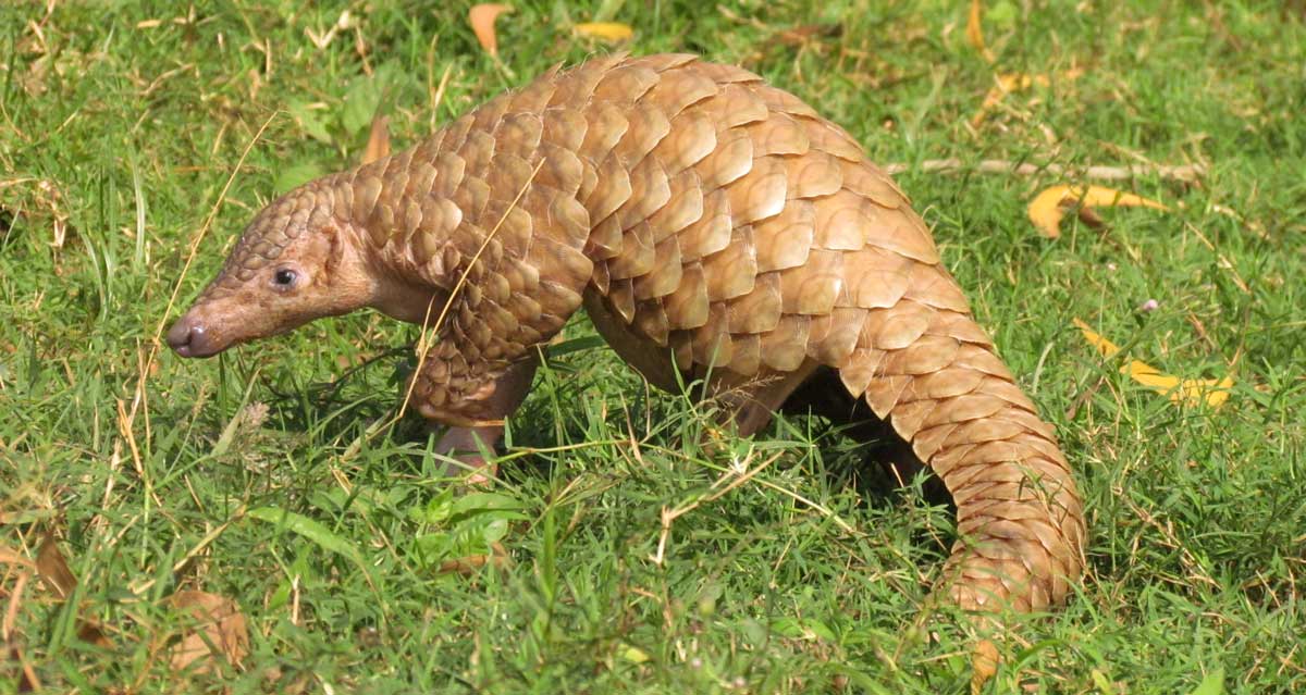 Pangolin-Conservation-in-the-tea-landscape-of-Darjeeling-Eastern-Himalayan-India