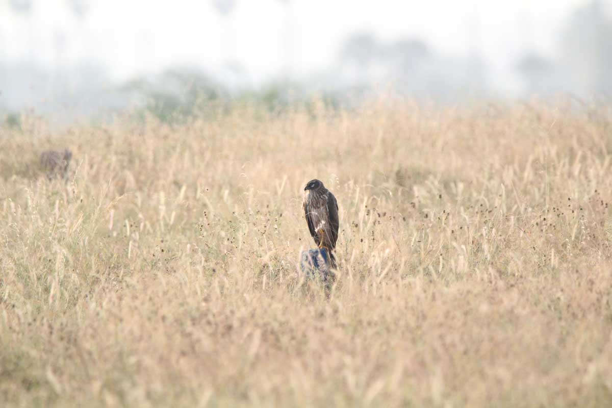 Pied-harrier-Migration-Hawk-Watch-International-BDS