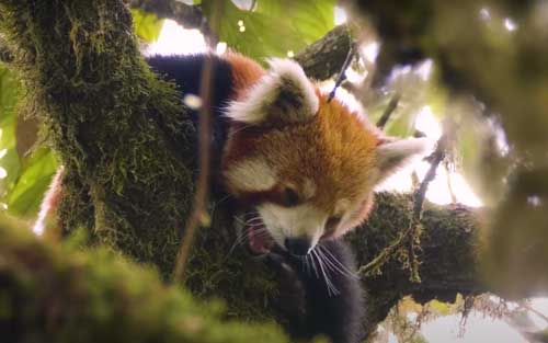 Red Panda: Firefox of the Eastern Himalayas