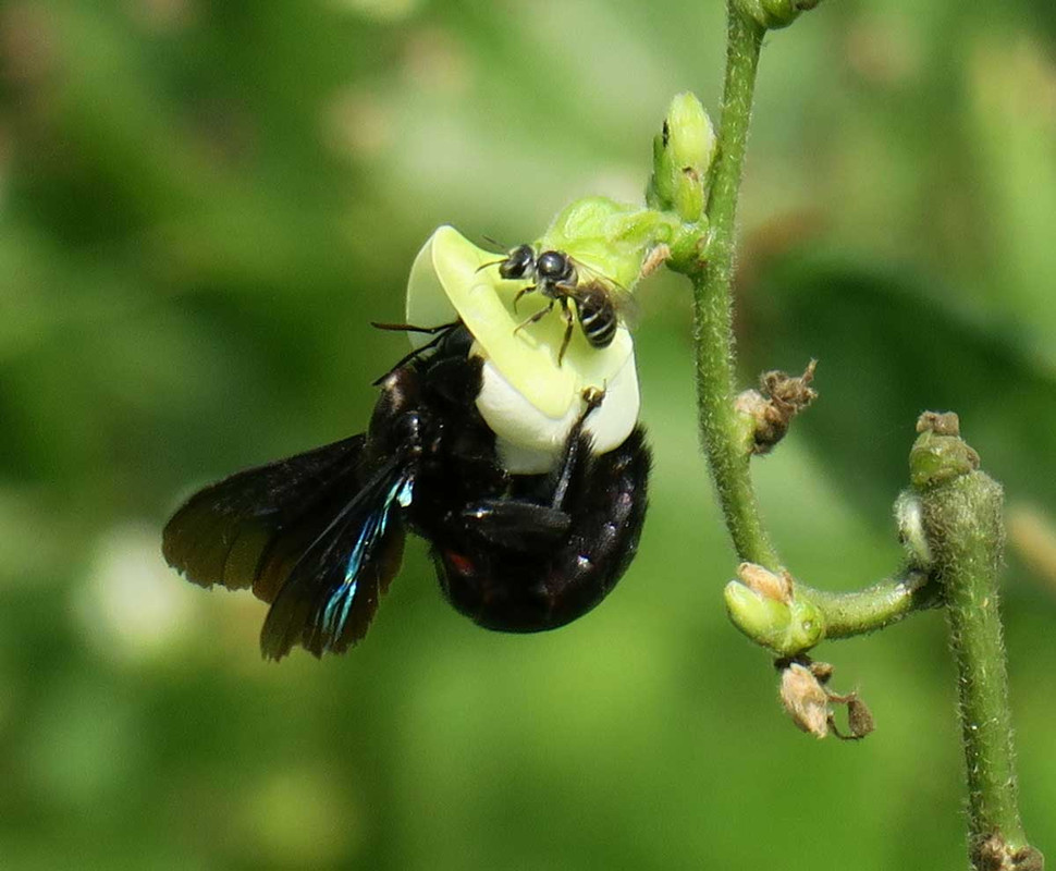 The-Bee-Garden-Project