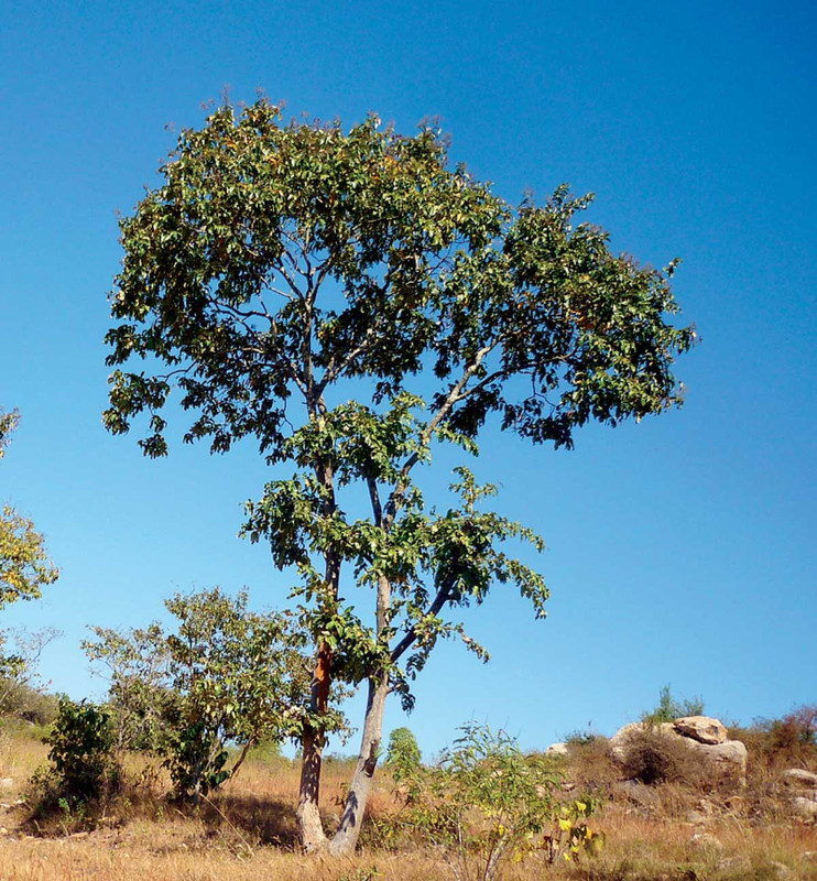 Trees-Outside-Forests-in-India