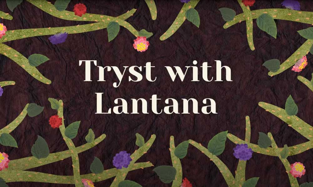 Tryst with Lantana