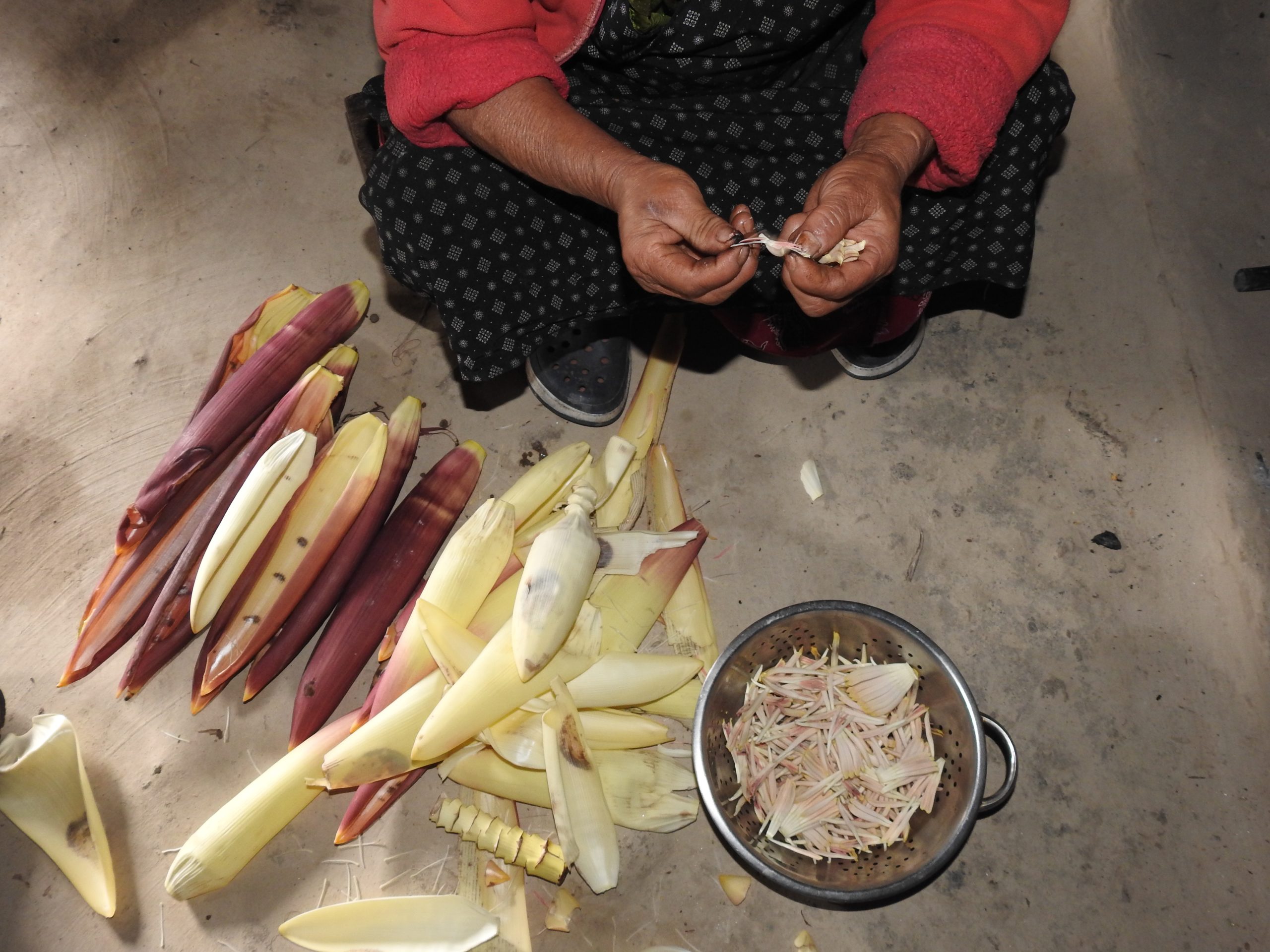 Women preparing to cook wild edible banana flower to cook at Sakyong Village, upper Dzongu
