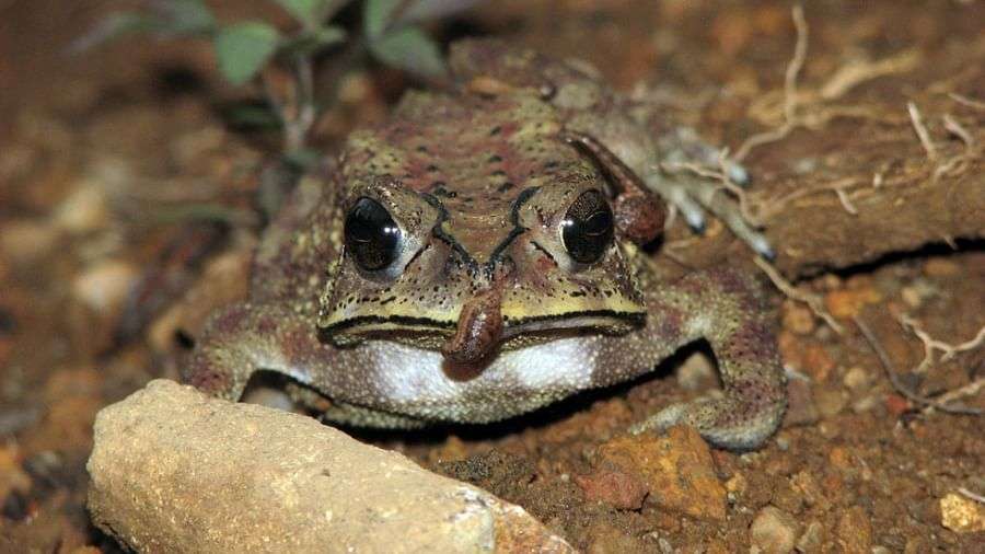 deccanheraldimportsitesdhfilesarticleimages20221105frog-k-s-seshadri-1159565-1667639784