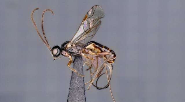 wasp
