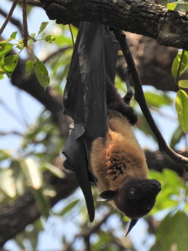 monitoring fruit bat