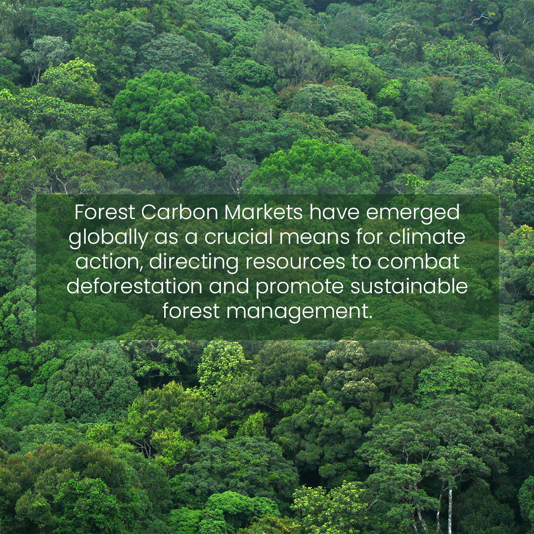 Forest carbon marketSlide1