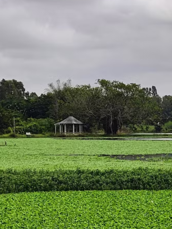 Re-imagining Bengaluru lakes as living beings