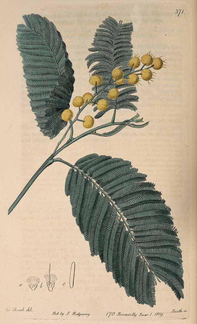 Acacia mearnsii_illust