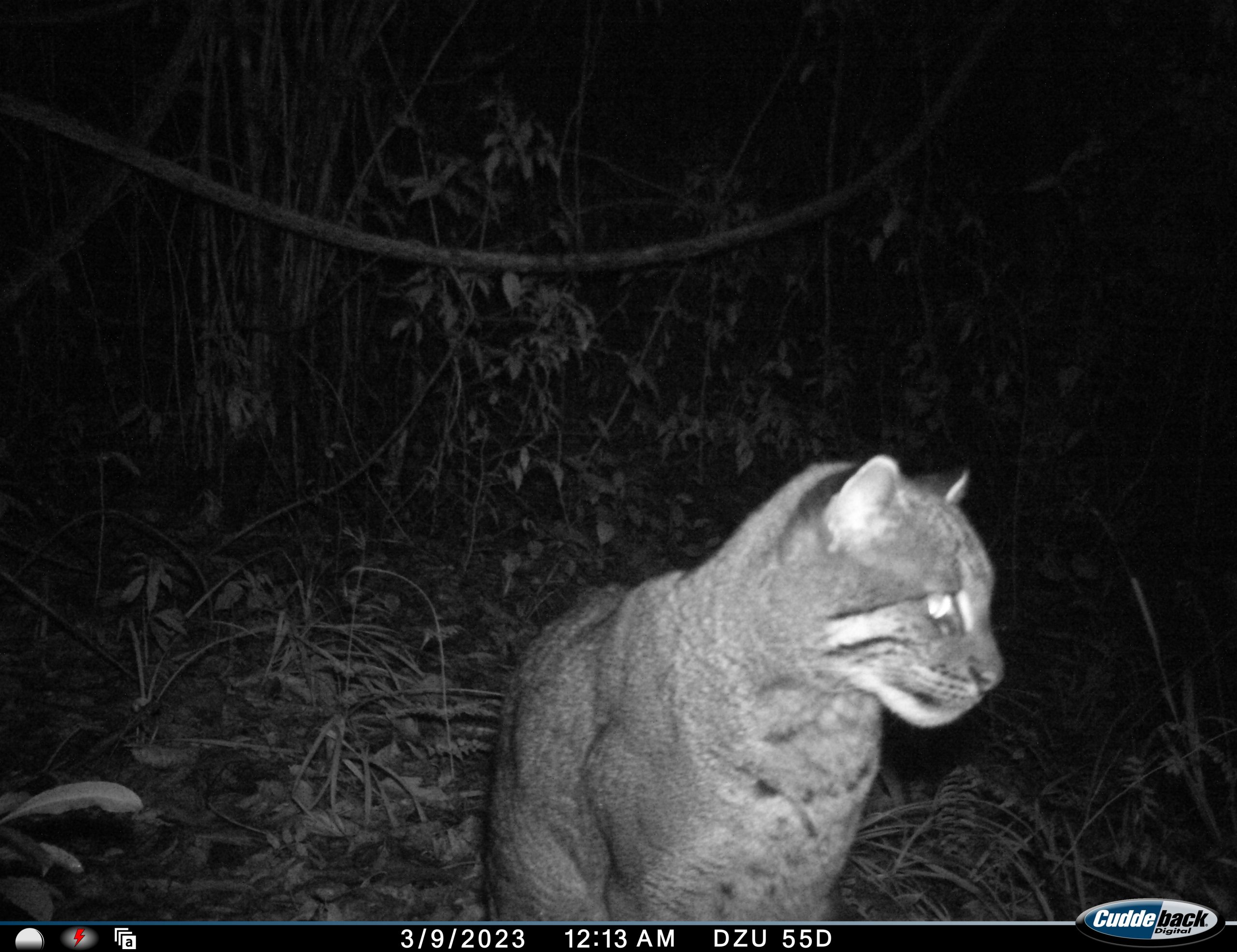 Asiatic Golden Cat captured from a camera trap installed at Dzongu