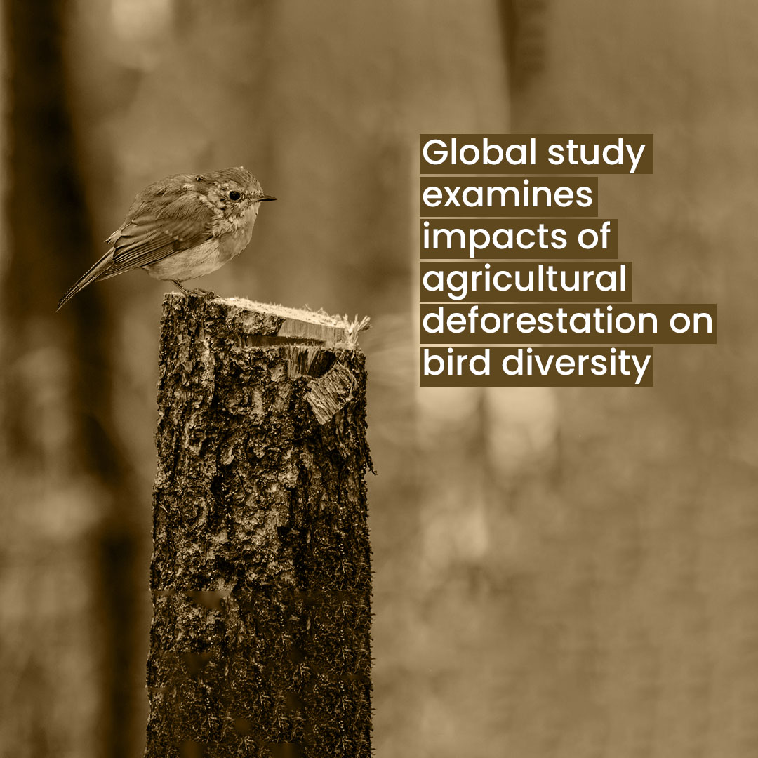 Impacts of agricultural deforestation_Slide1