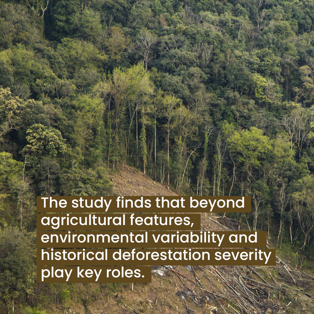 Impacts of agricultural deforestation_Slide4