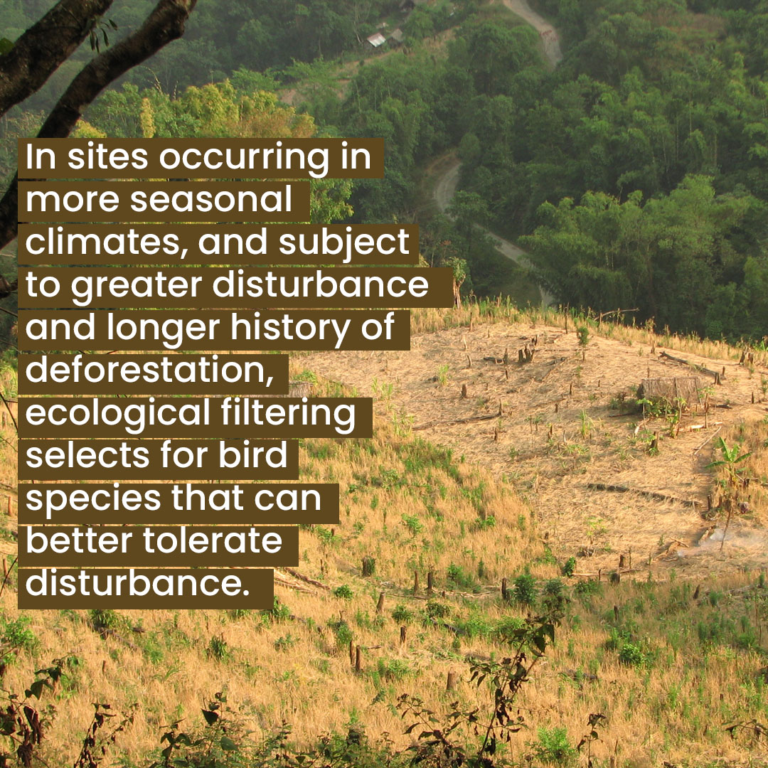Impacts of agricultural deforestation_Slide5