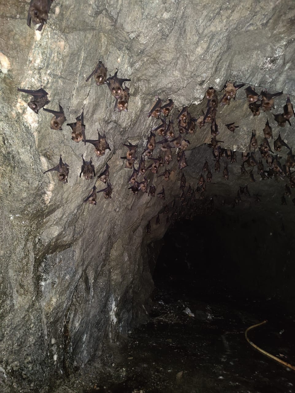 Roosting site of Hipposideros armiger in an abandoned tunnel at Dzongu, North Sikkim