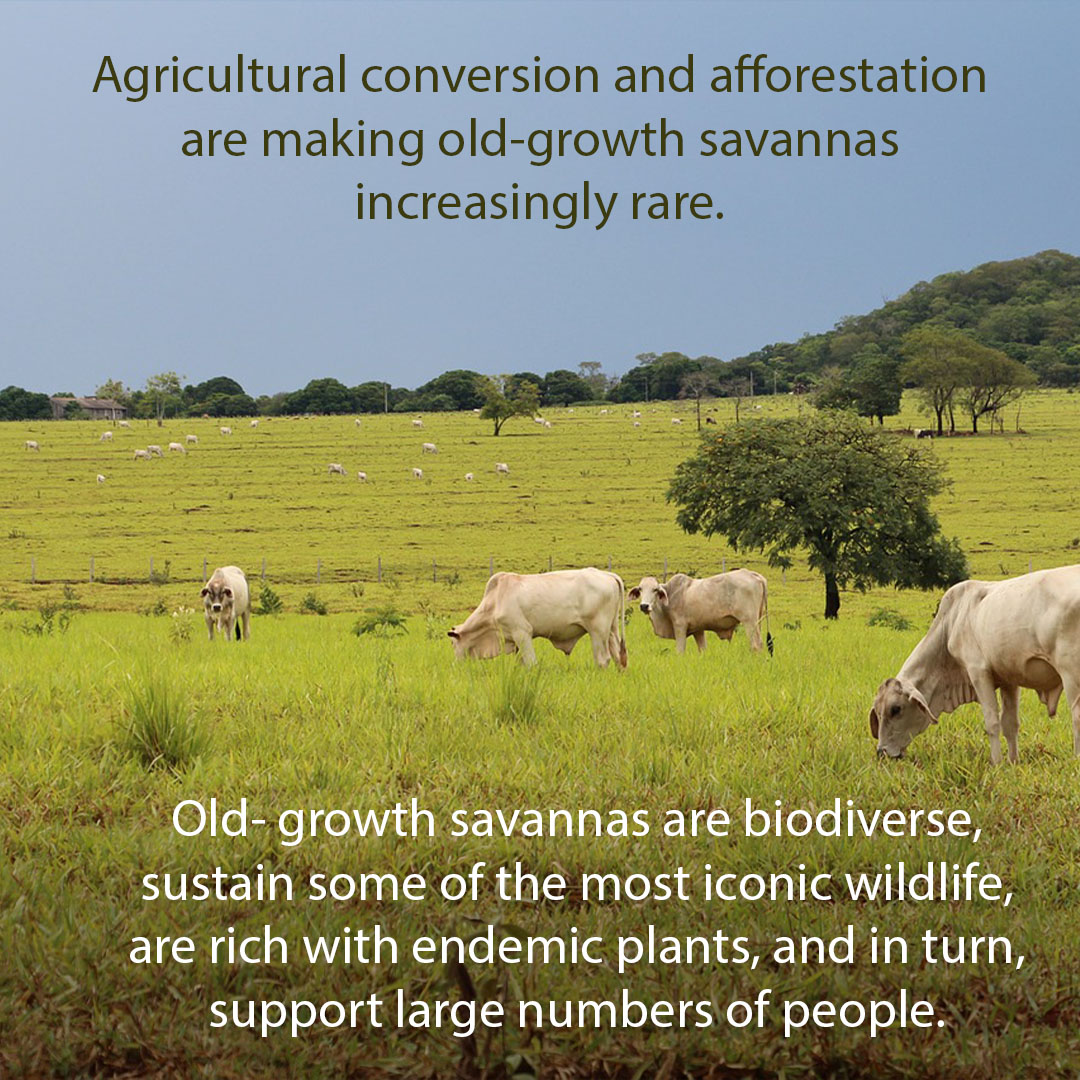 Tillage agriculture and afforestationSlide2