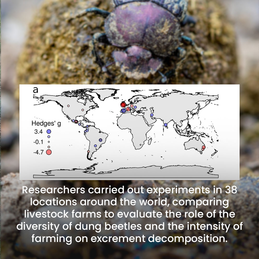 dung removal_Slide (6)