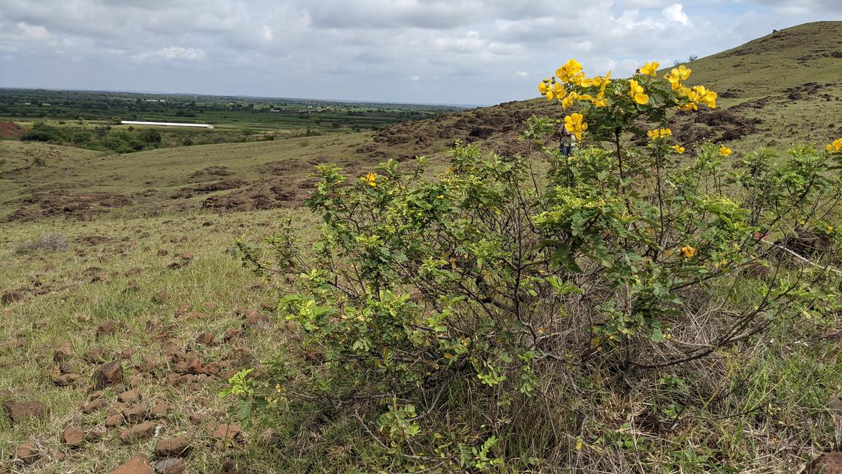 Savannas of tropical India contain at least 206 endemic plants, many of which are globally threatened