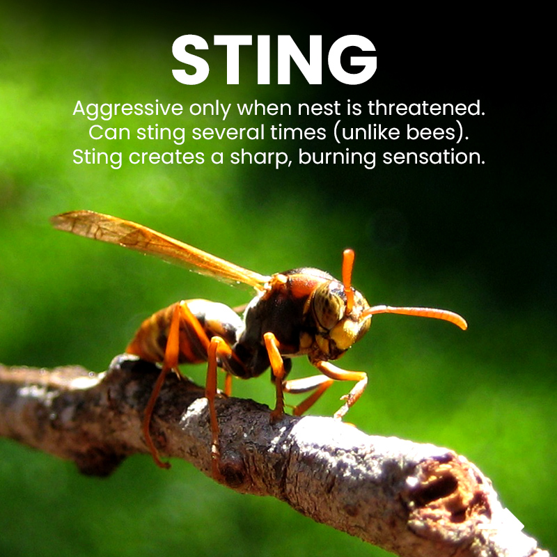 Paper Wasp Facts Nest Colony