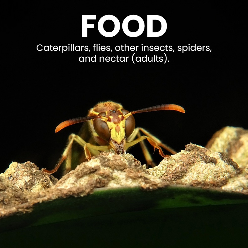 Paper Wasp Facts Nest Colony
