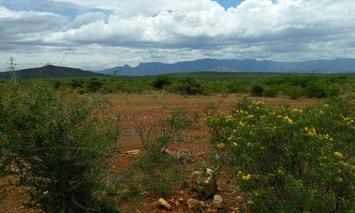 1024px-Savanna_grassland_and_scrub_near_Bhavani_ph_04