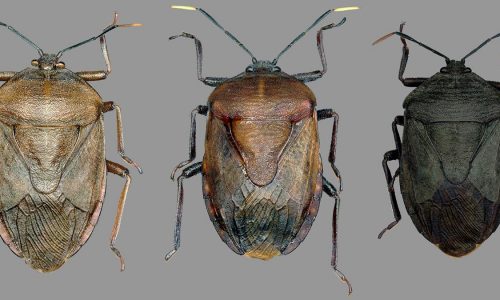 11073_11_8_2024_16_35_32_1_12TVAL1_INSECTS (1)